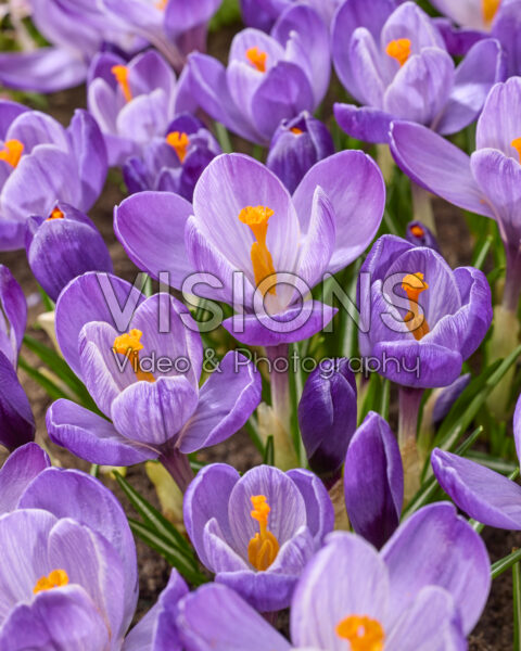 Crocus vernus Grand Maitre