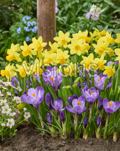 Crocus vernus Grand Maitre, Narcissus Tete a Tete