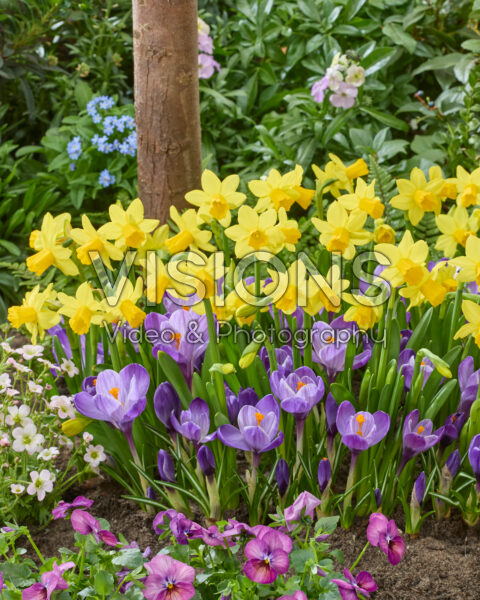 Crocus vernus Grand Maitre, Narcissus Tete a Tete