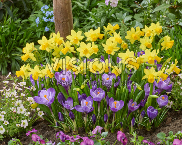 Crocus vernus Grand Maitre, Narcissus Tete a Tete Crocus vernus Grand Maitre, Narcissus Tete a Tete