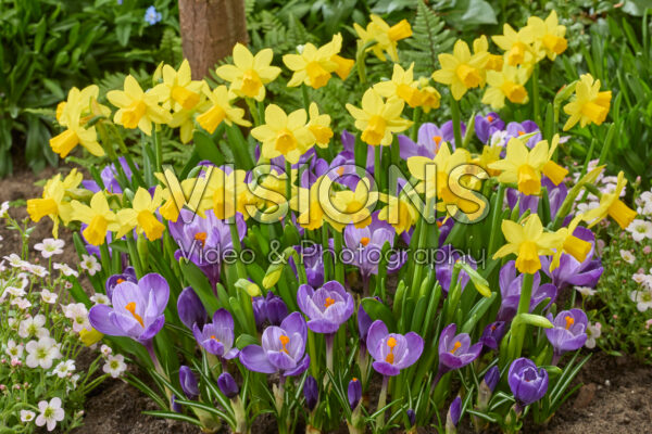 Crocus vernus Grand Maitre, Narcissus Tete a Tete