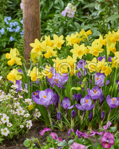 Crocus vernus Grand Maitre, Narcissus Tete a Tete Crocus vernus Grand Maitre, Narcissus Tete a Tete