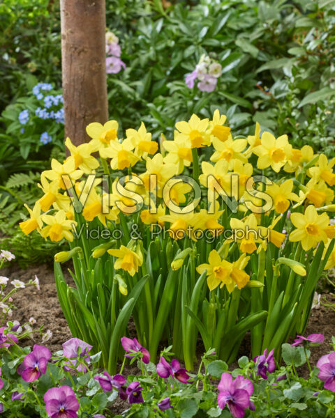 Narcissus Tete a Tete