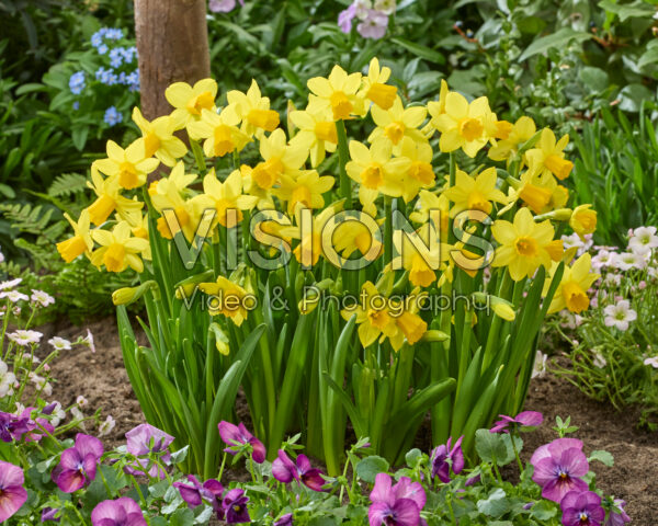 Narcissus Tete a Tete Narcissus Tete a Tete