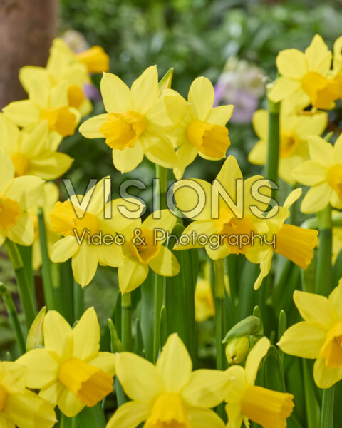 Narcissus Tete a Tete