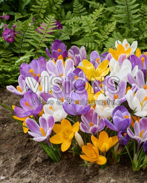 Crocus vernus mix