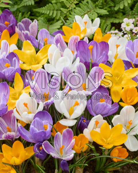 Crocus vernus mix