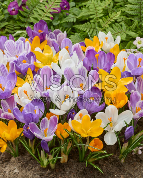Crocus vernus mix