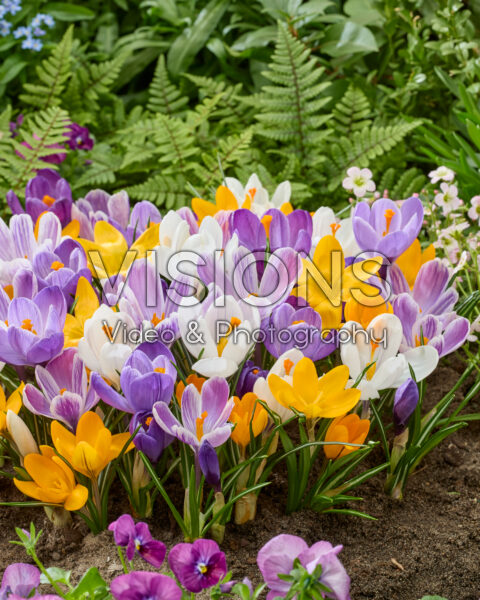 Crocus vernus mix