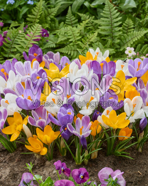 Crocus vernus mix