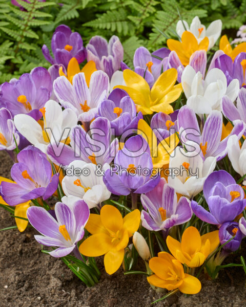 Crocus vernus mix