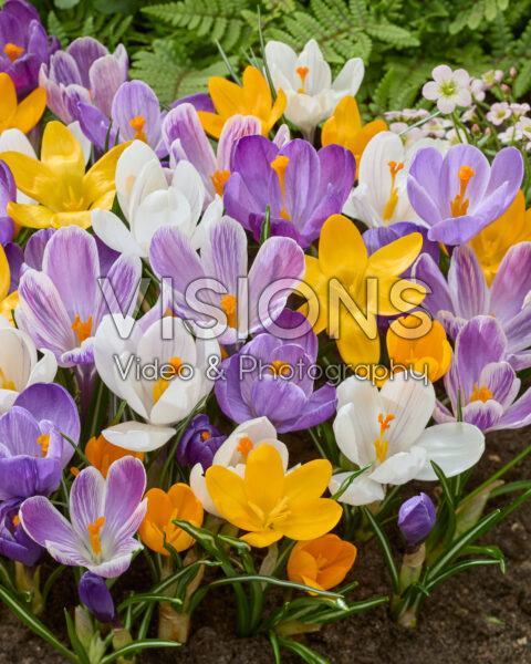 Crocus vernus mix Crocus vernus mix