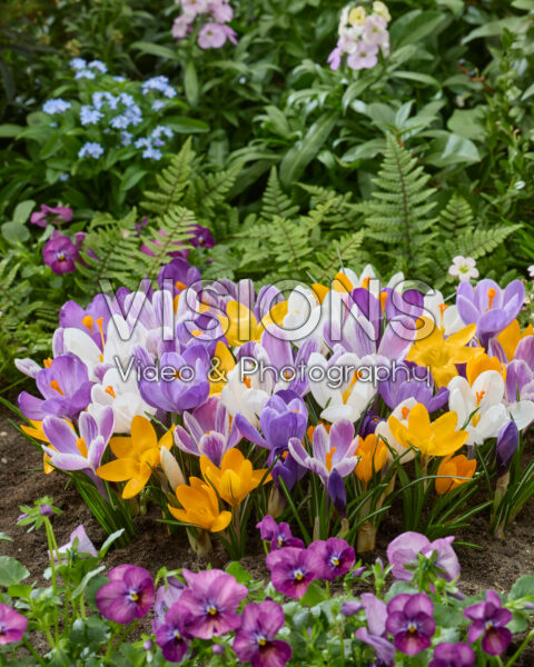 Crocus vernus mix