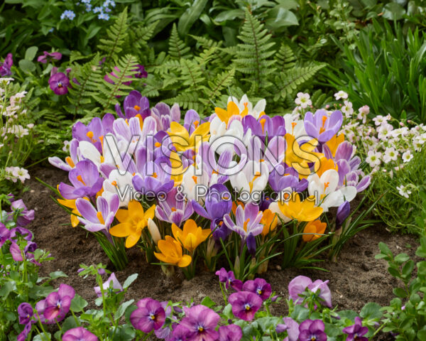 Crocus vernus mix