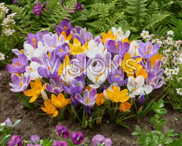 Crocus vernus mix