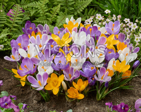 Crocus vernus mix
