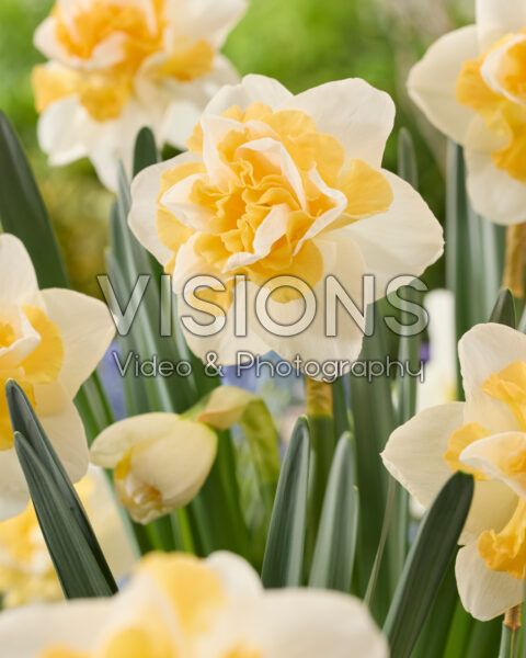 Narcissus Golden Pearl
