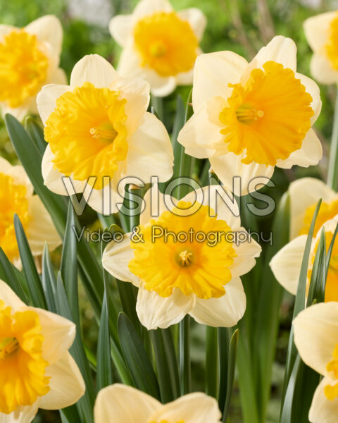 Narcissus Sunsational
