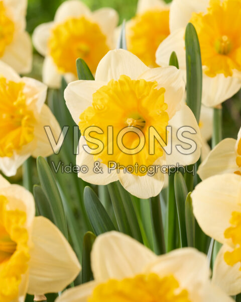 Narcissus Sunsational
