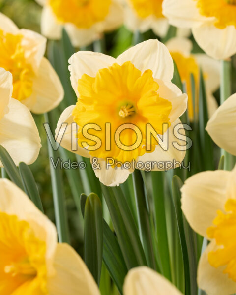 Narcissus Sunsational