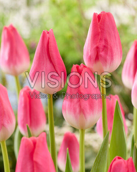 Tulipa Wizard of Oz