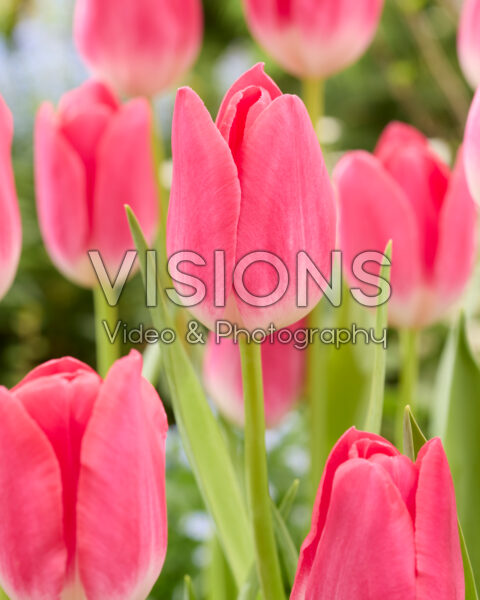 Tulipa Wizard of Oz