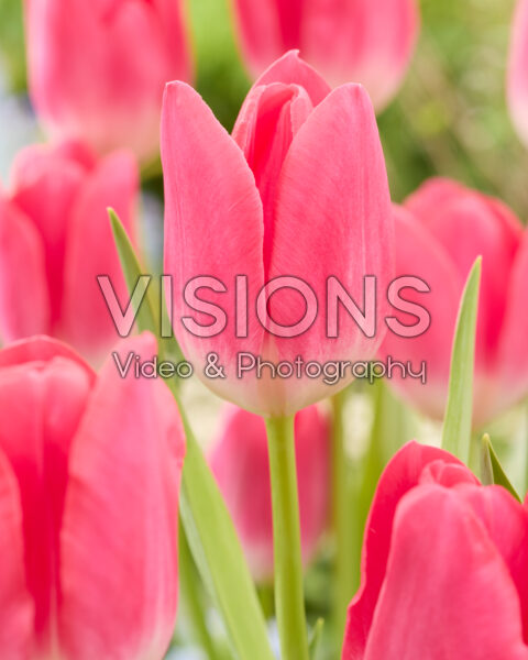 Tulipa Wizard of Oz