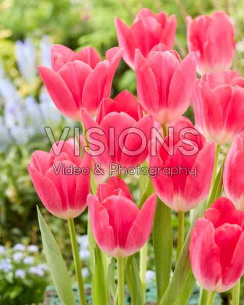 Tulipa Wizard of Oz