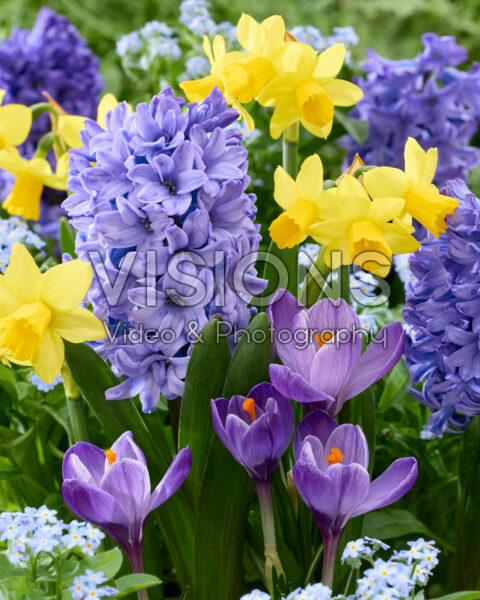 Spring flower mix Spring flower mix