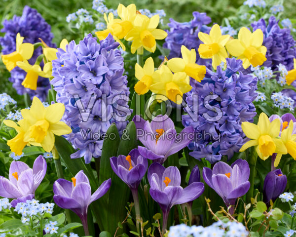 Spring flower mix