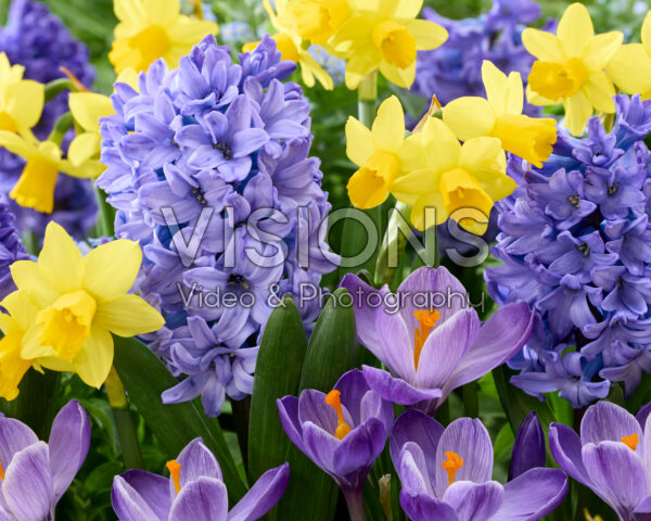 Voorjaarsbloemen gemengd