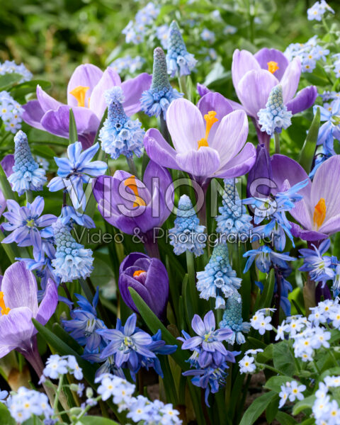 Voorjaarsbloemen gemengd