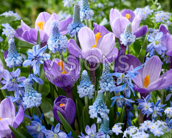 Spring flower mix
