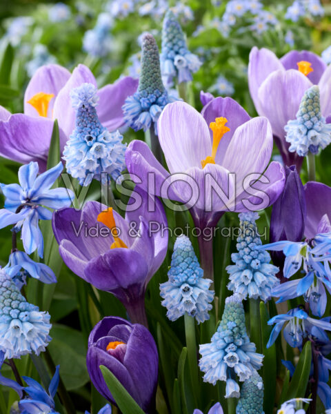 Spring flower mix