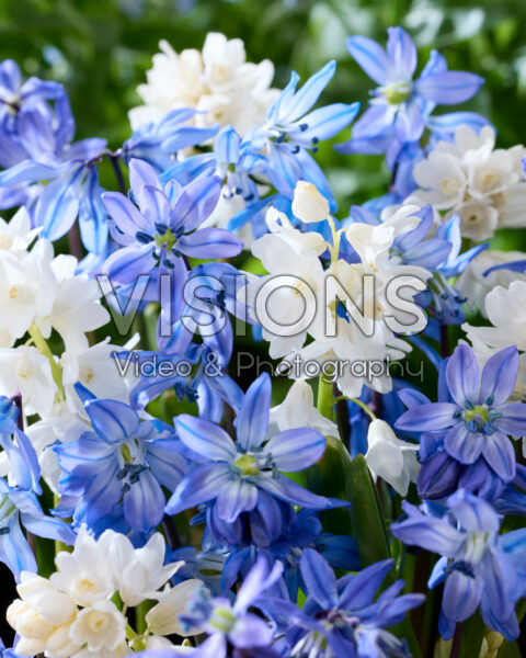 Scilla siberica, Puschkinia scilloides var. libanotica Alba