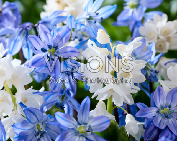 Scilla siberica, Puschkinia scilloides var. libanotica Alba