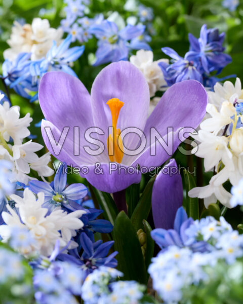Early flowering spring bulb mix Early flowering spring bulb mix