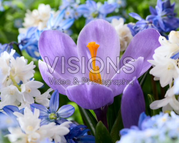 Vroegbloeiende voorjaarsbollen mix