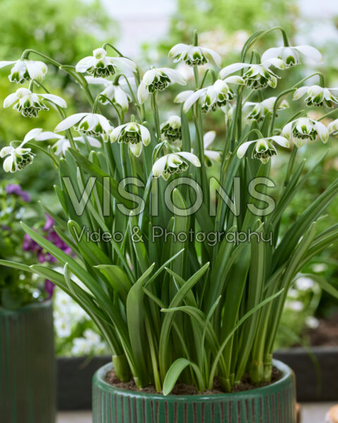 Galanthus Jacquenetta