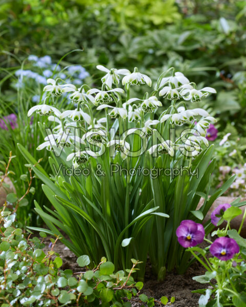 Galanthus Jacquenetta