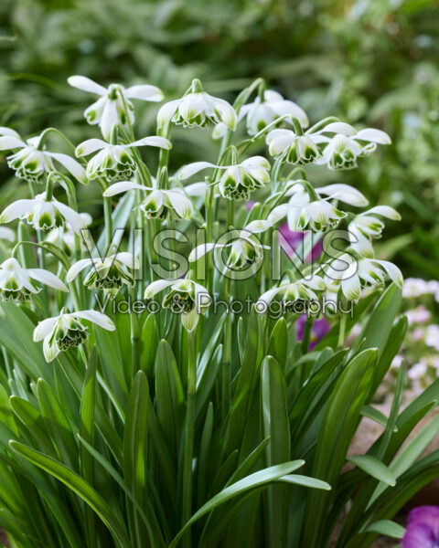 Galanthus Jacquenetta