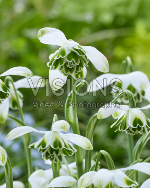 Galanthus Jacquenetta