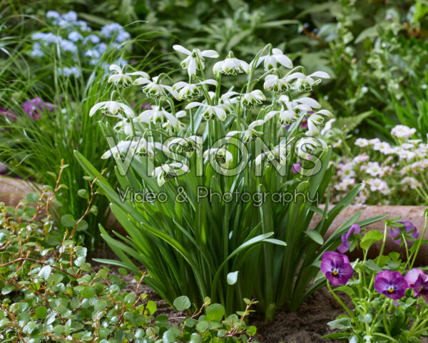 Galanthus Jacquenetta