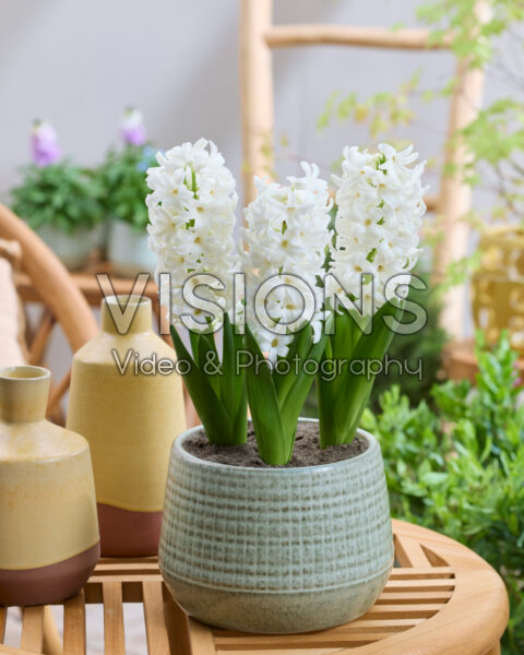 Hyacinthus White Trophy Hyacinthus White Trophy