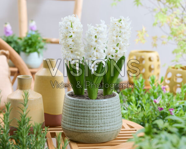 Hyacinthus White Trophy