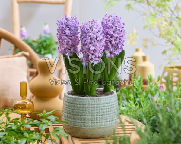 Hyacinthus Violet Trophy
