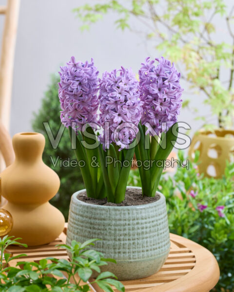 Hyacinthus Violet Trophy