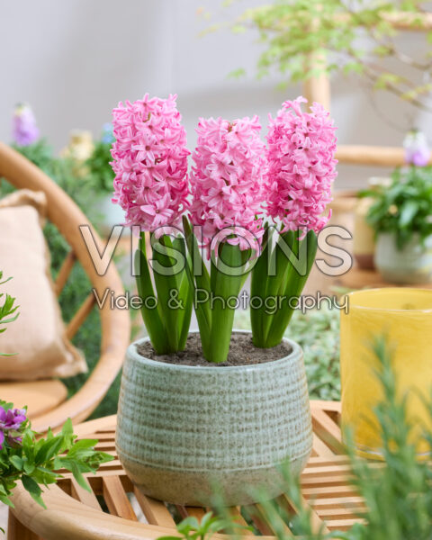 Hyacinthus Pink Trophy