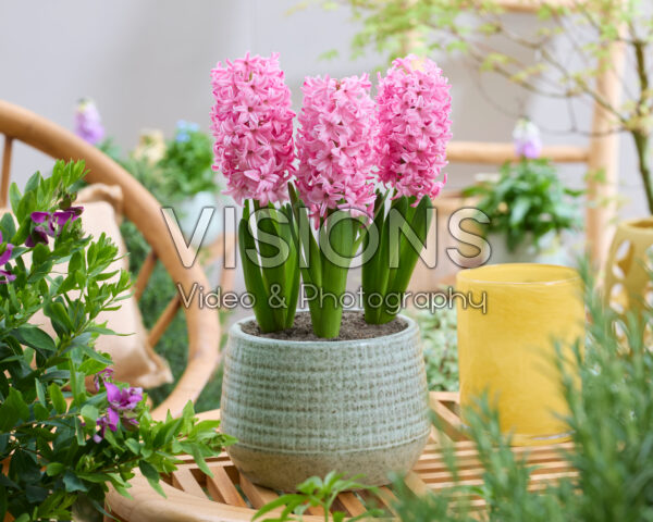 Hyacinthus Pink Trophy Hyacinthus Pink Trophy