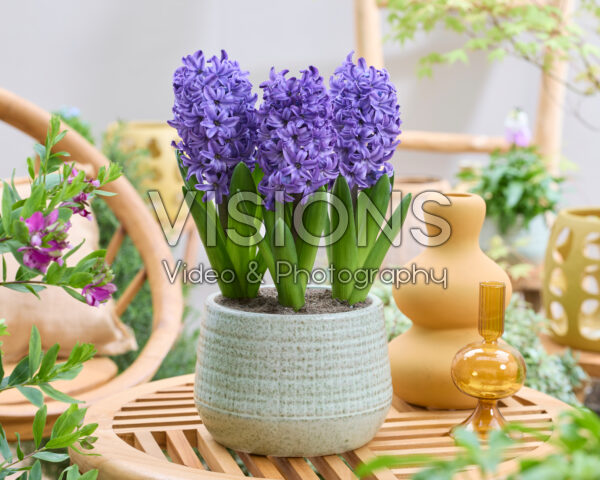 Hyacinthus Blue Trophy